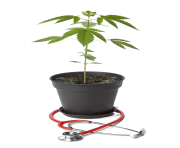 Potted marijuana and stethoscope Free PNG